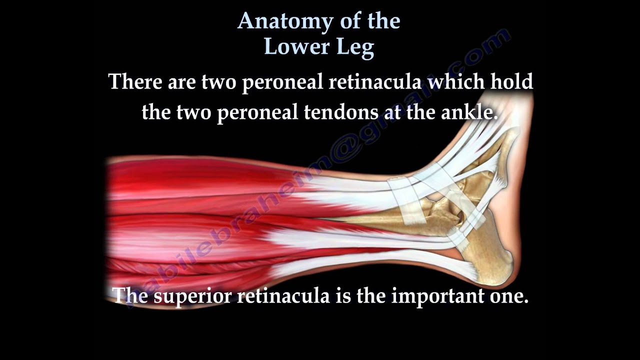 Anatomy Of The Lower Leg - Everything You Need To Know - Dr. Nabil Ebraheim