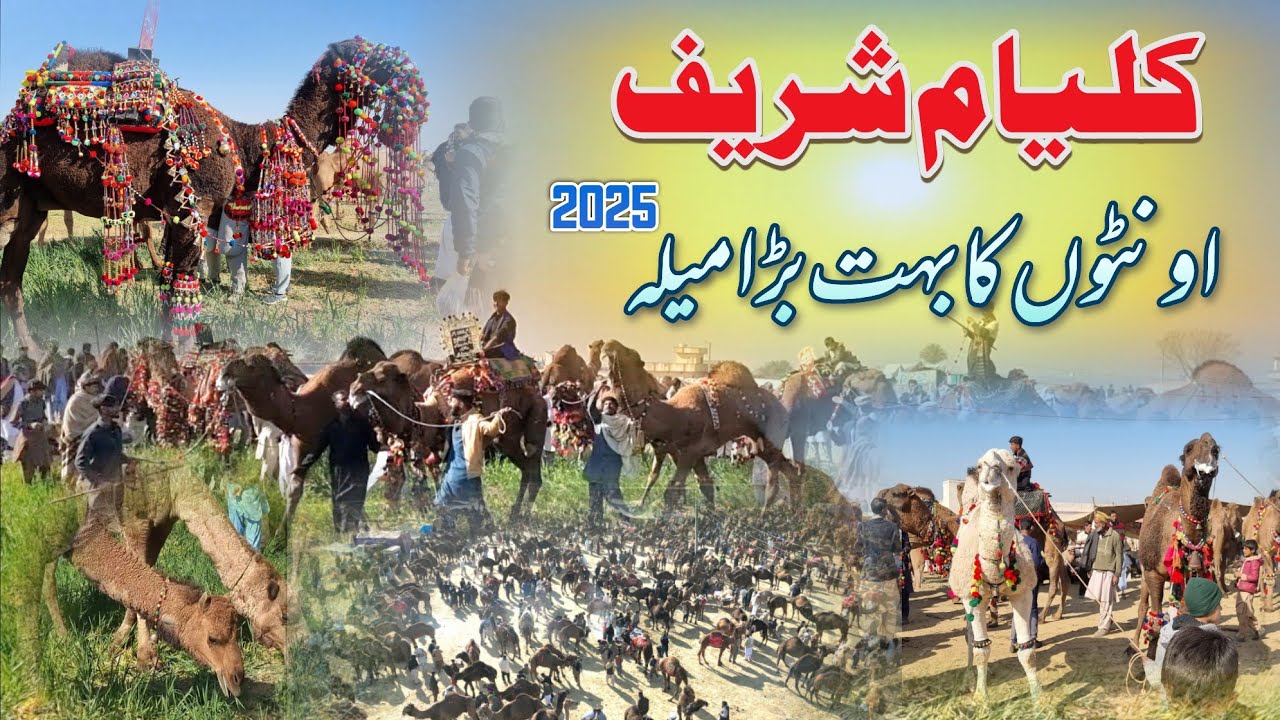 Kalyam Sharif mela 2025 | Biggest camel mela in world | Famous Mela | Kalyam Sharif Rawat Pakistan