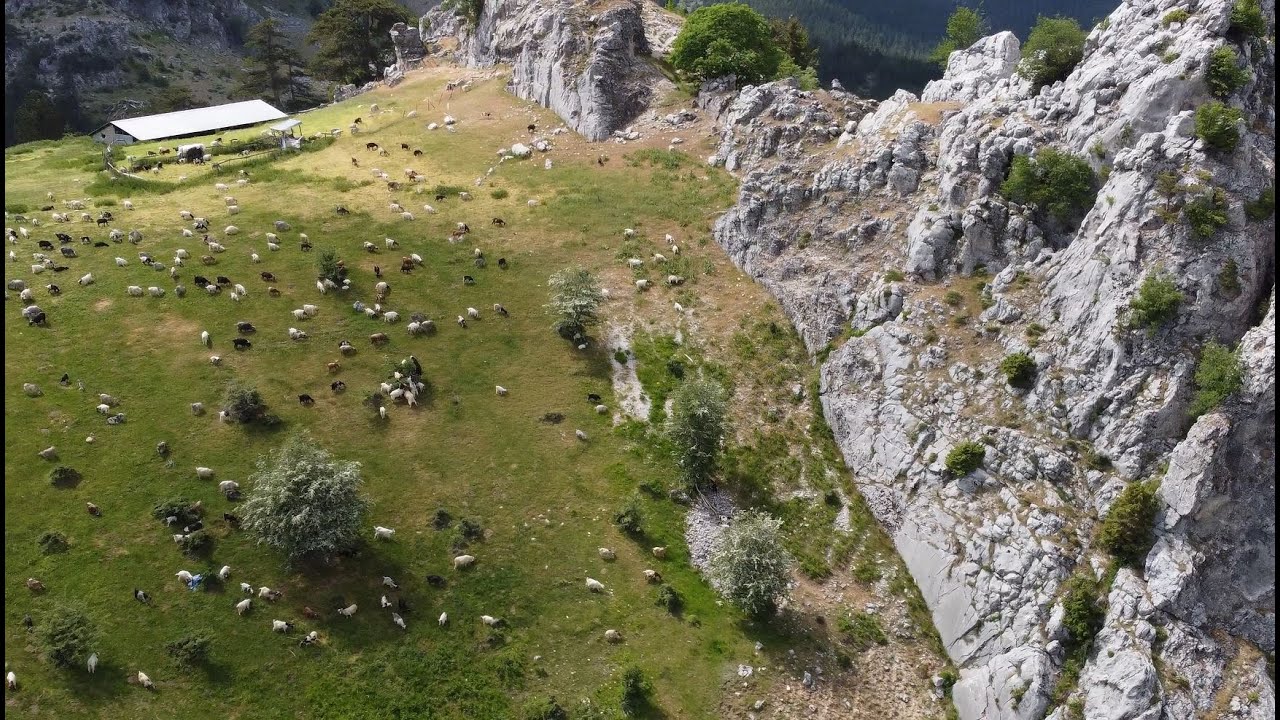 Στιγμιότυπα ορεινής κτηνοτροφίας στο Δοτσικό Γρεβενών.