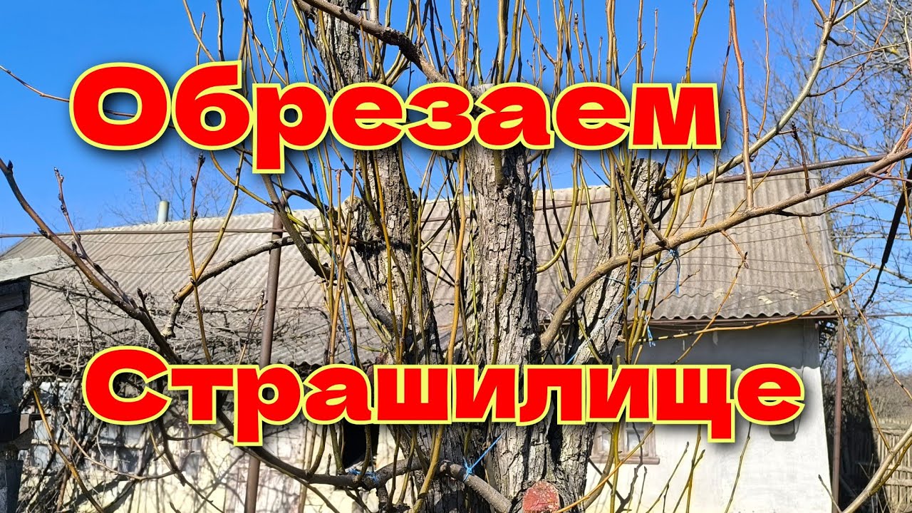Третий год спасения запущенного дерева