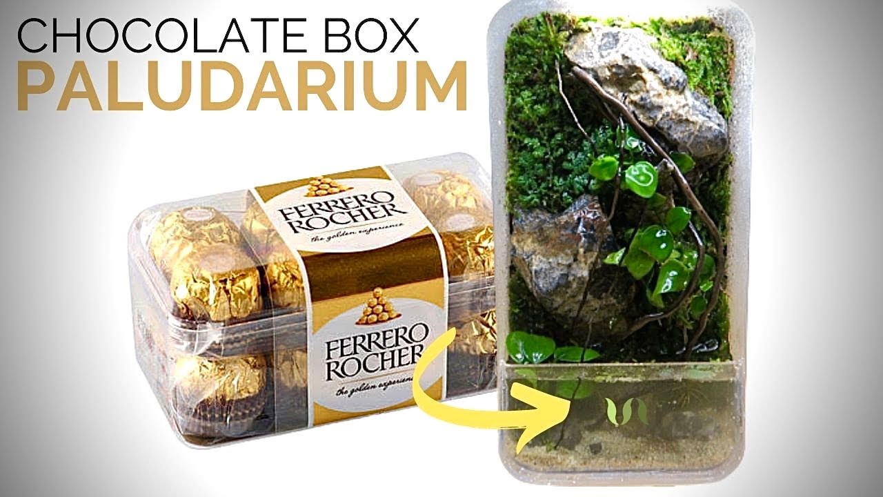 Don't throw away empty Ferrero Rocher chocolate boxes. Make a mini paludarium
