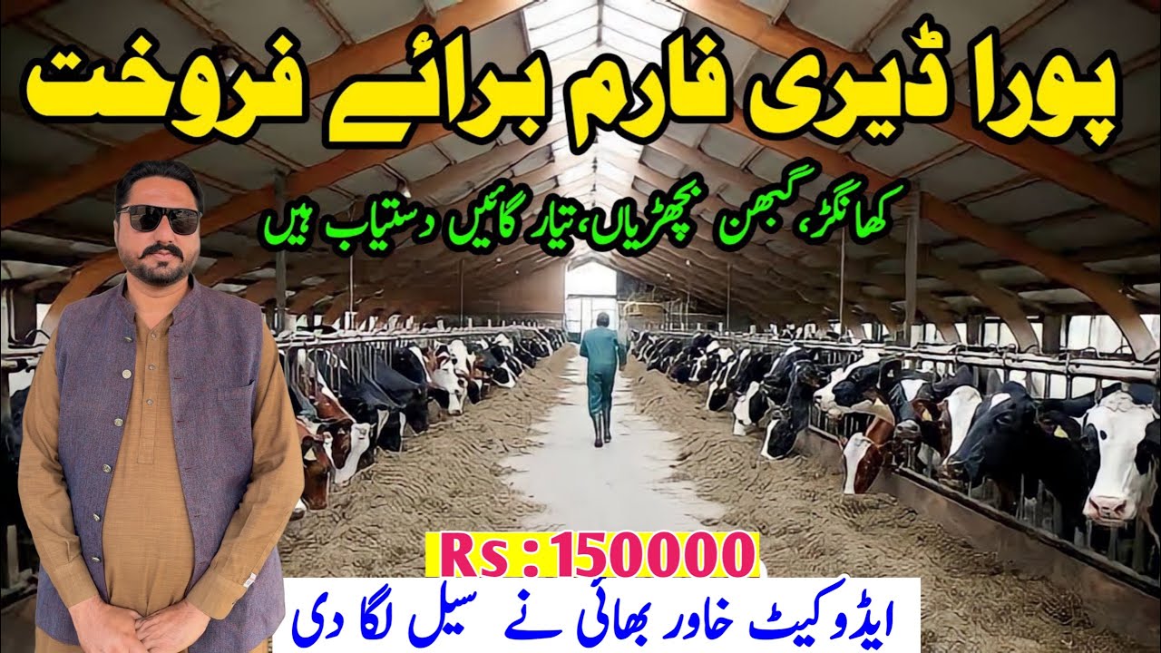 Subhan Dairy Farm | Pregnant Heifers | Pregnant Cow | Small Heifers | Khangar Cows | Top Class Cows
