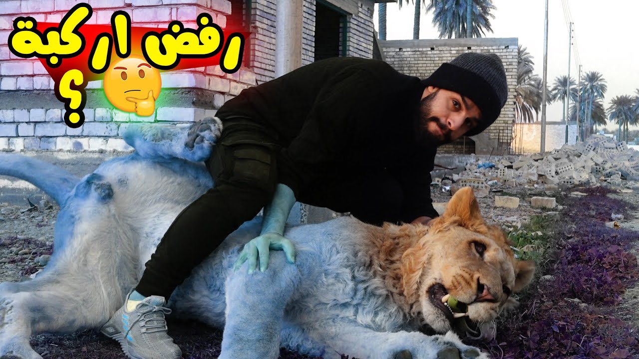 ركبت فوك الاسد واستفزيتة ! 🦁 الفتنة الجديدة ؟ 