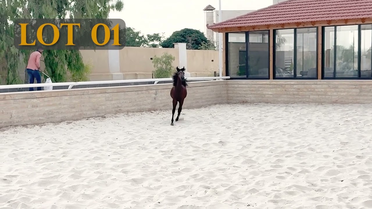 Unnamed lot 1