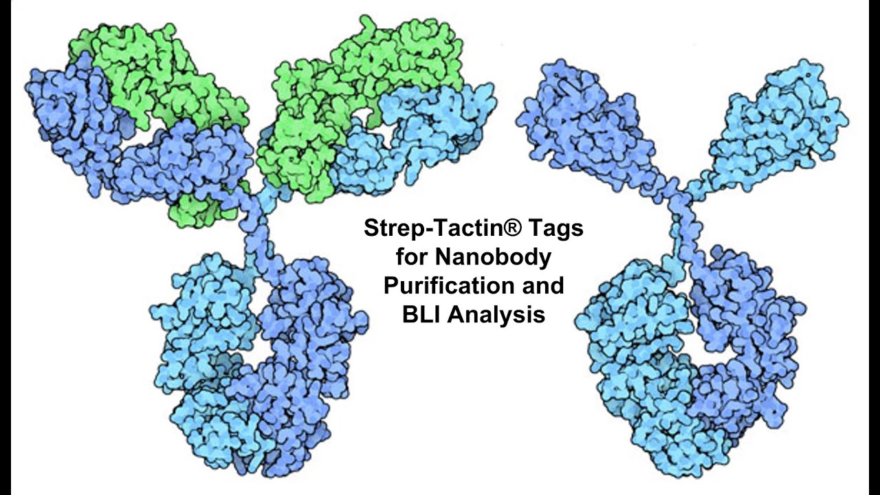 Strep-Tactin Tags for Nanobody Purification and Biolayer Interferometry Analysis