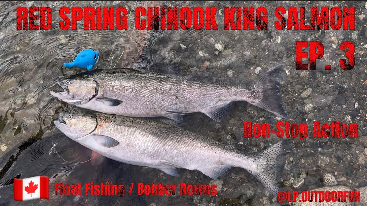 Red Spring Chinook King Salmon | EP. 3 Float Fishing Bobber Downs | BC Canada | 2025