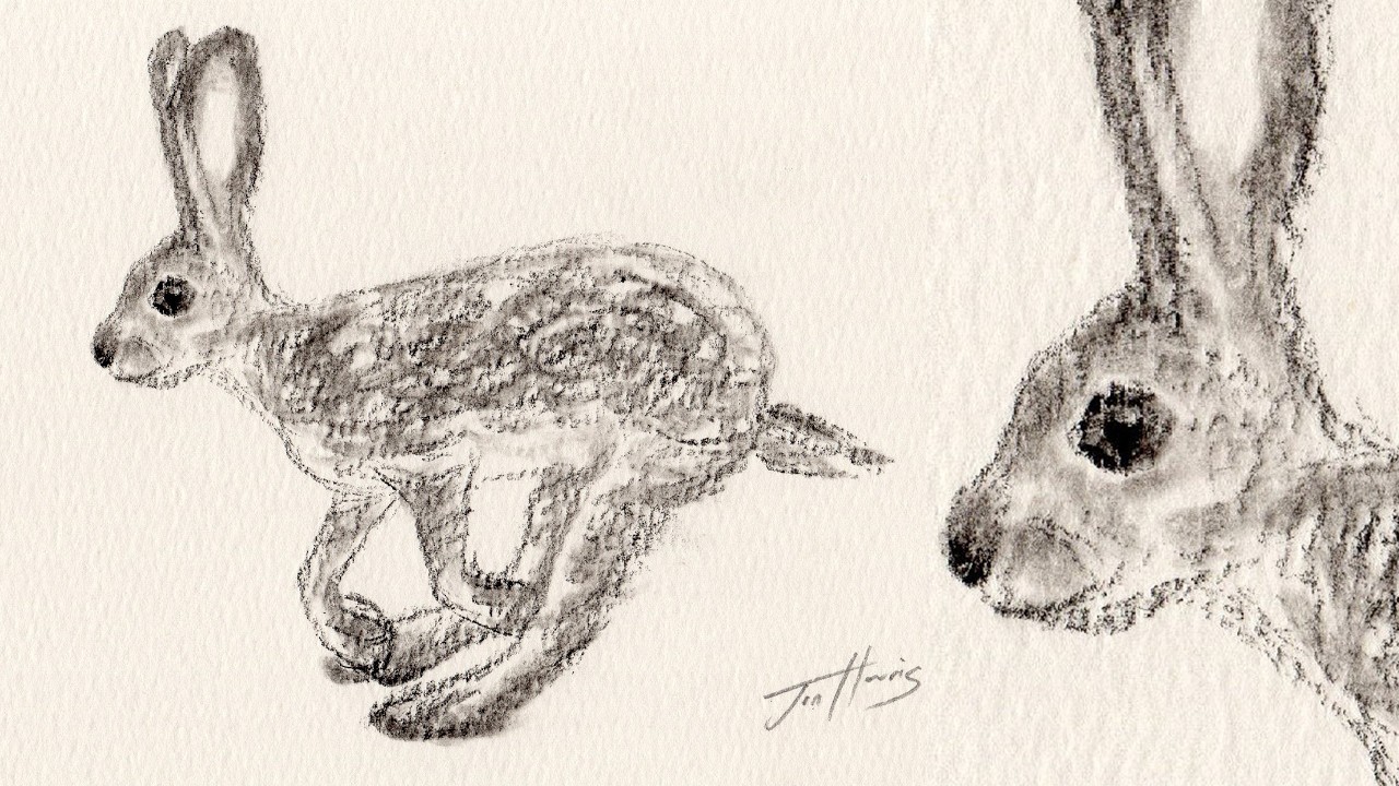 Drawing Sketch of a Jack Rabbit with a Charcoal Pencil