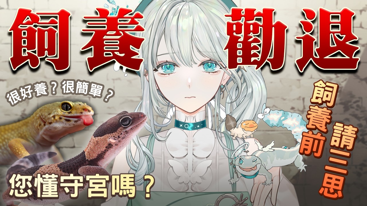 【守宮飼養勸退】爬蟲新手友善？！乾阿捏？𓂃🌥️｜雲隙光．kumosuki