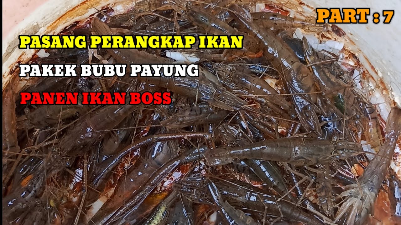 panen udang cuman pakek perangkap part 7