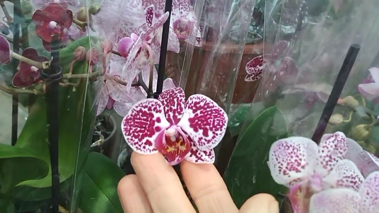 Много уценки мультифлорок в ОБИ🌺🌻тц Фантастика г Нижний Новгород🌿