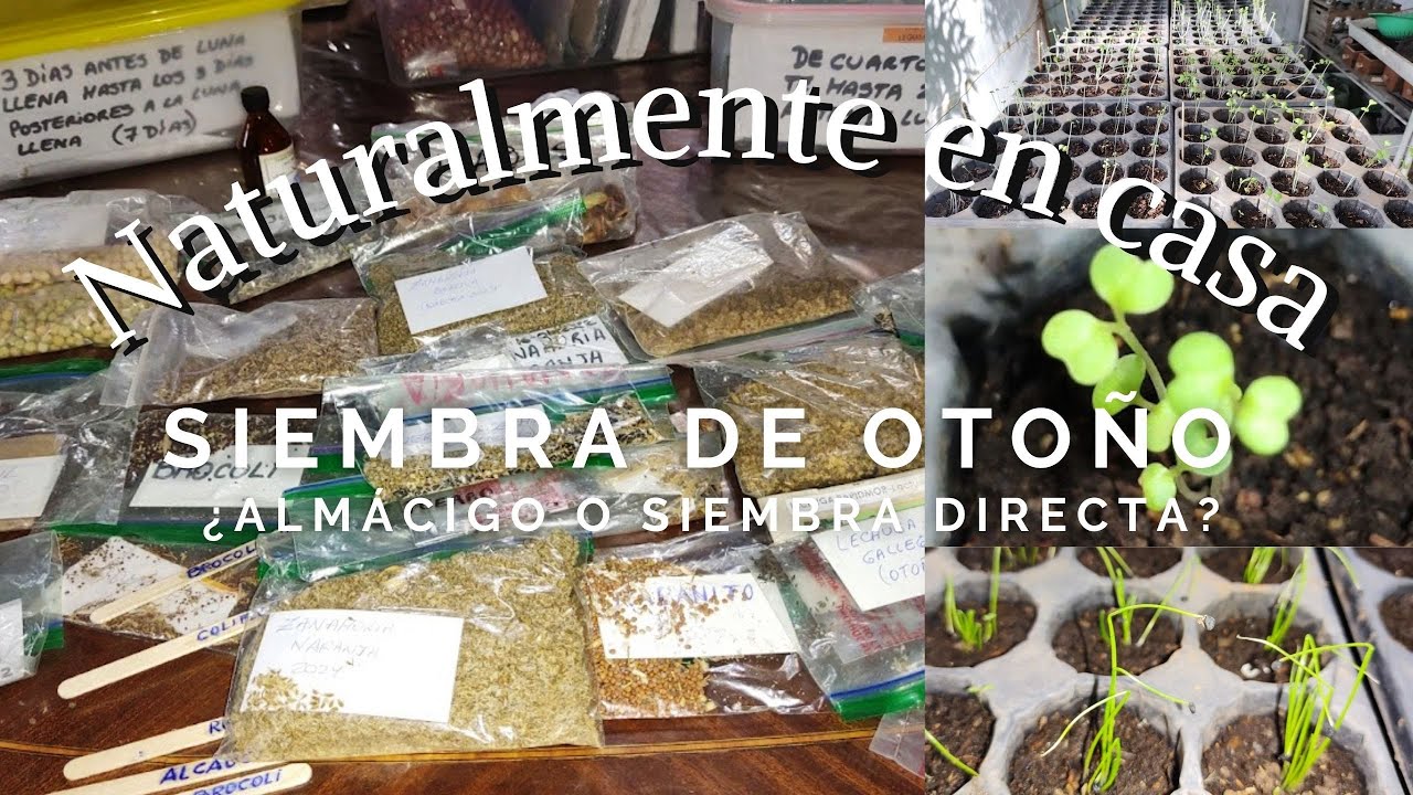 Huerta Siembra de otoño. ¿Almácigos o siembra directa?