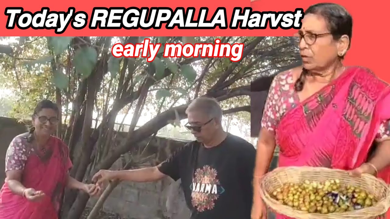  Harvest of Indian jujubies # రేగు కాయలు సేకరణ@ love the garden Kumari.