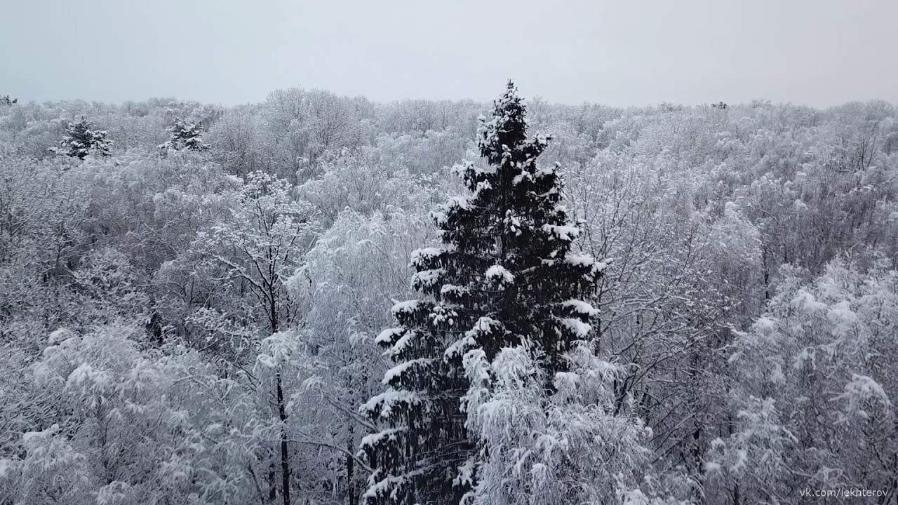 Drone video. Воздушная прогулка по лесу