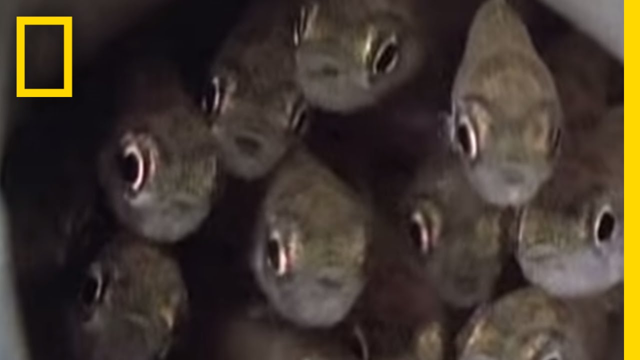Killer Cuckoo Catfish | National Geographic