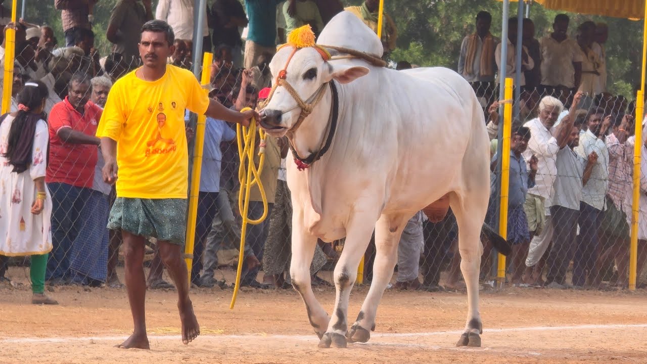నరసరావుపేట సబ్ జూనియర్స్ 7జత. PVSR Bulls పావులూరి వీరాస్వామి చౌదరి గారి గిత్తలు