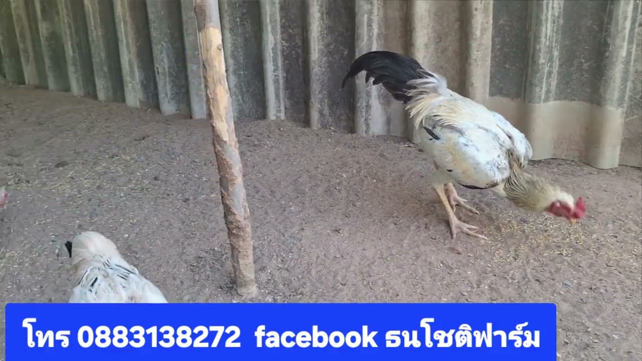 ฟาร์มไก่ยักษ์บราซิลเลือดร้อยทีมหาสารคาม