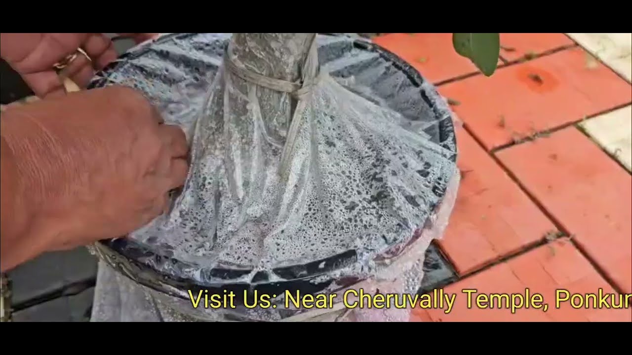 മഴയിൽ നിന്നും അഡീനിയം ചെടികളെ ഇങ്ങനെ സംരക്ഷിക്കൂ