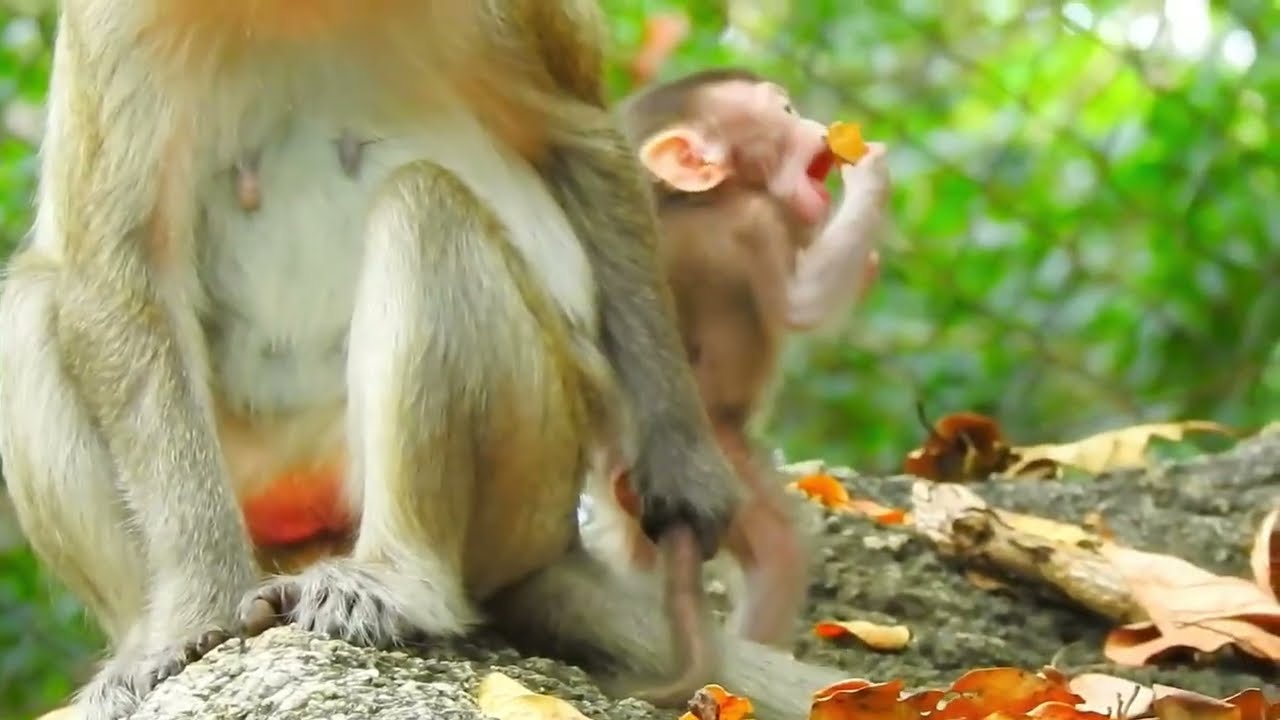 Baby Monkey Cry So Loud &mdash; Mom Finally Hear Him ( Solo Again Boy )