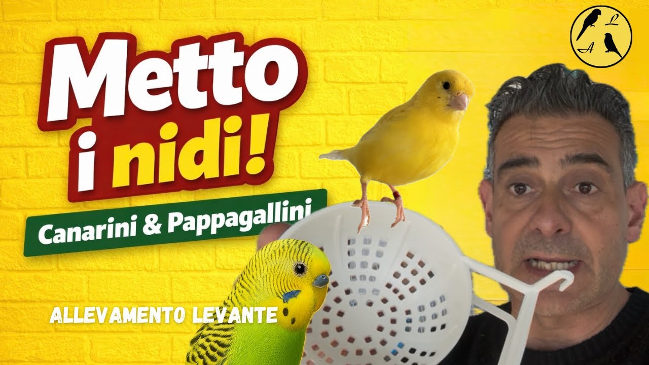 Metto i nidi ai canarini e pappagallini | Nest Setup