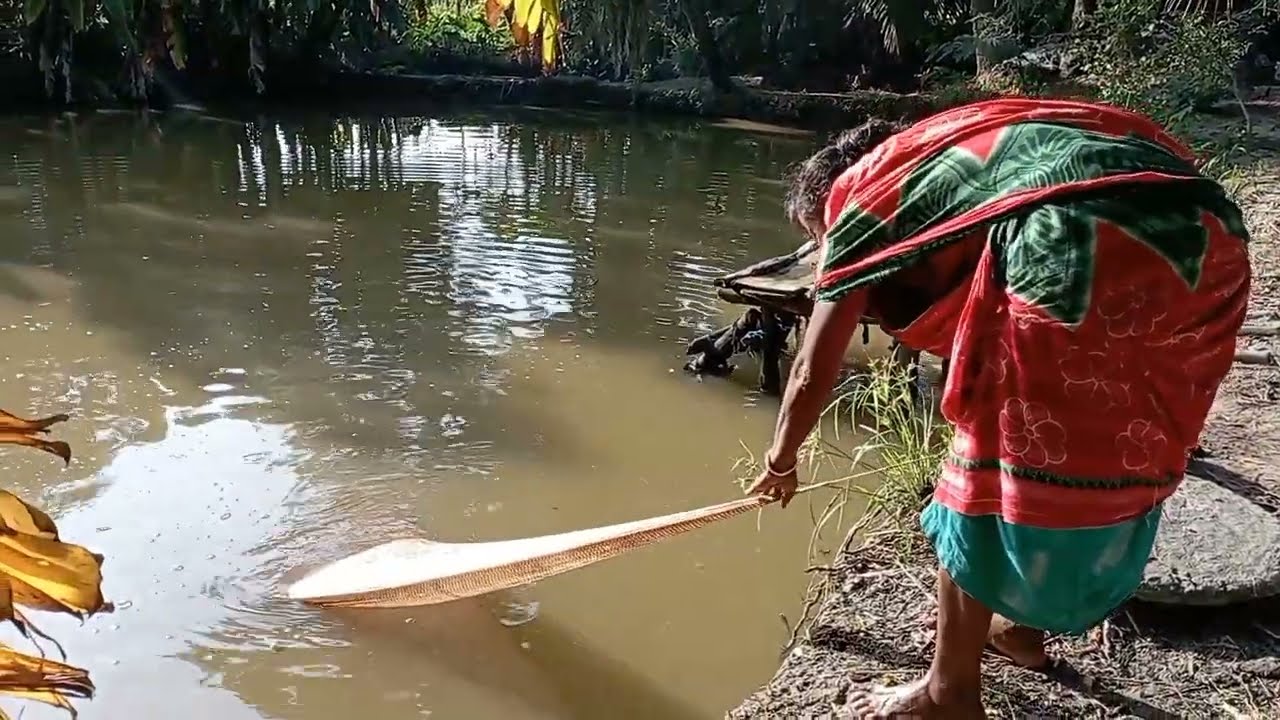 Amazing Net Fishing Video The Women Catch | Village Women Fishing With Net | Sapna Fishing BD