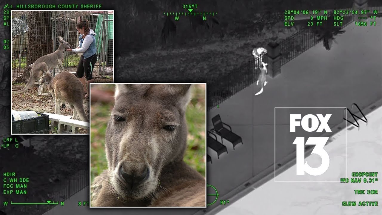Meet the kangaroo caught bouncing around a Florida apartment complex