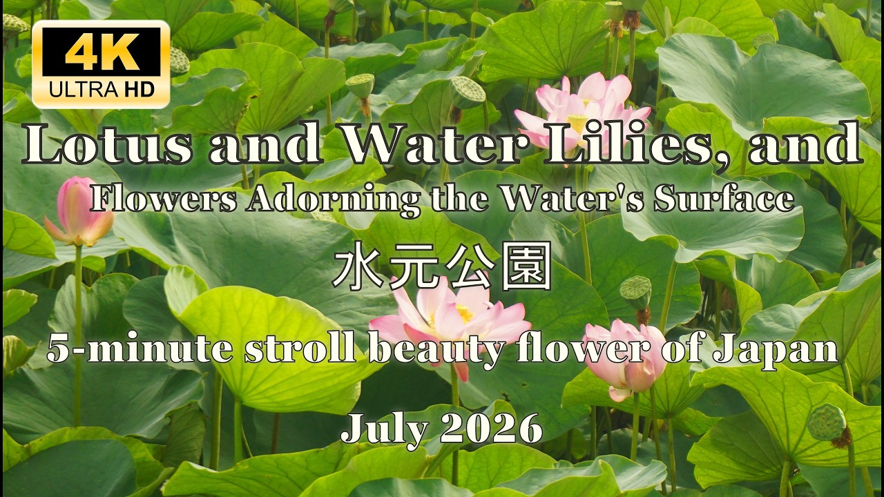 Mizumoto Park; Admiring Aquatic Plants in Close-Up Detail #lotus #waterlily #park