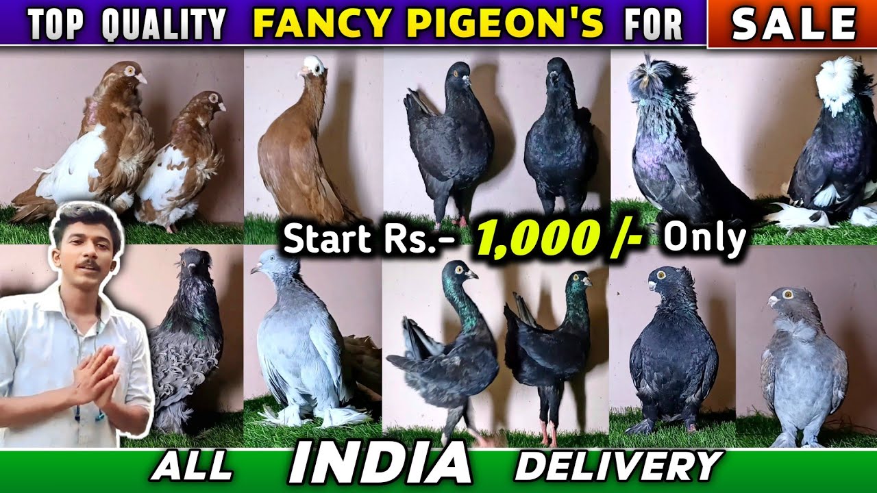 Fancy Pigeon Sale Near KOLKATA of Subhadip Bhai | RedMukhi/Maltese/BokharaTrumpeter/ShowKing Pigeons
