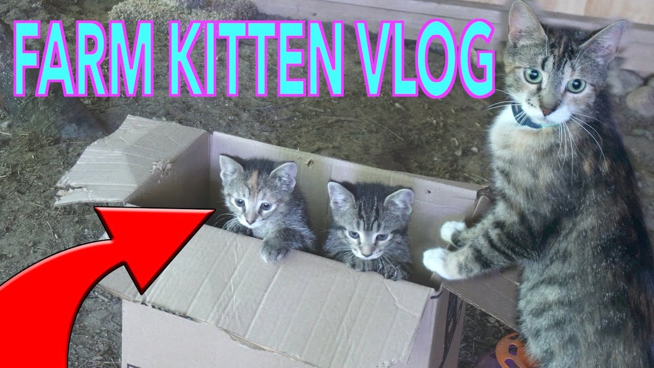 Barn Kittens UNCAGED