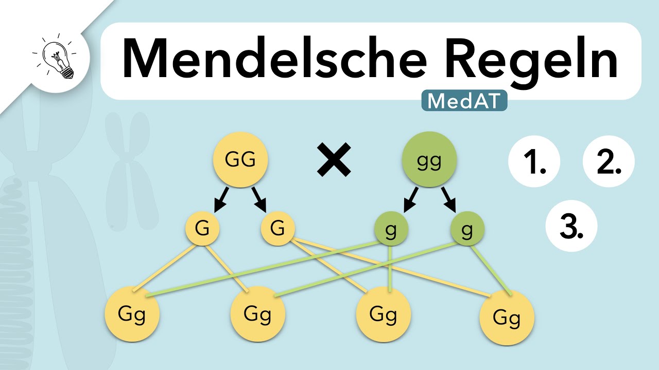 Mendelsche Regeln | Genetik | MedAT | Biologie