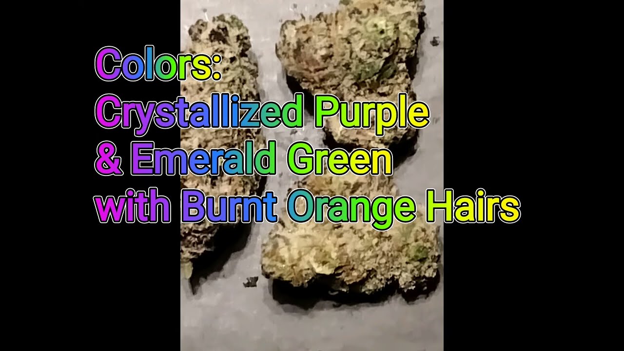 Garlic Icing Strain (IH) Review-Budpedia