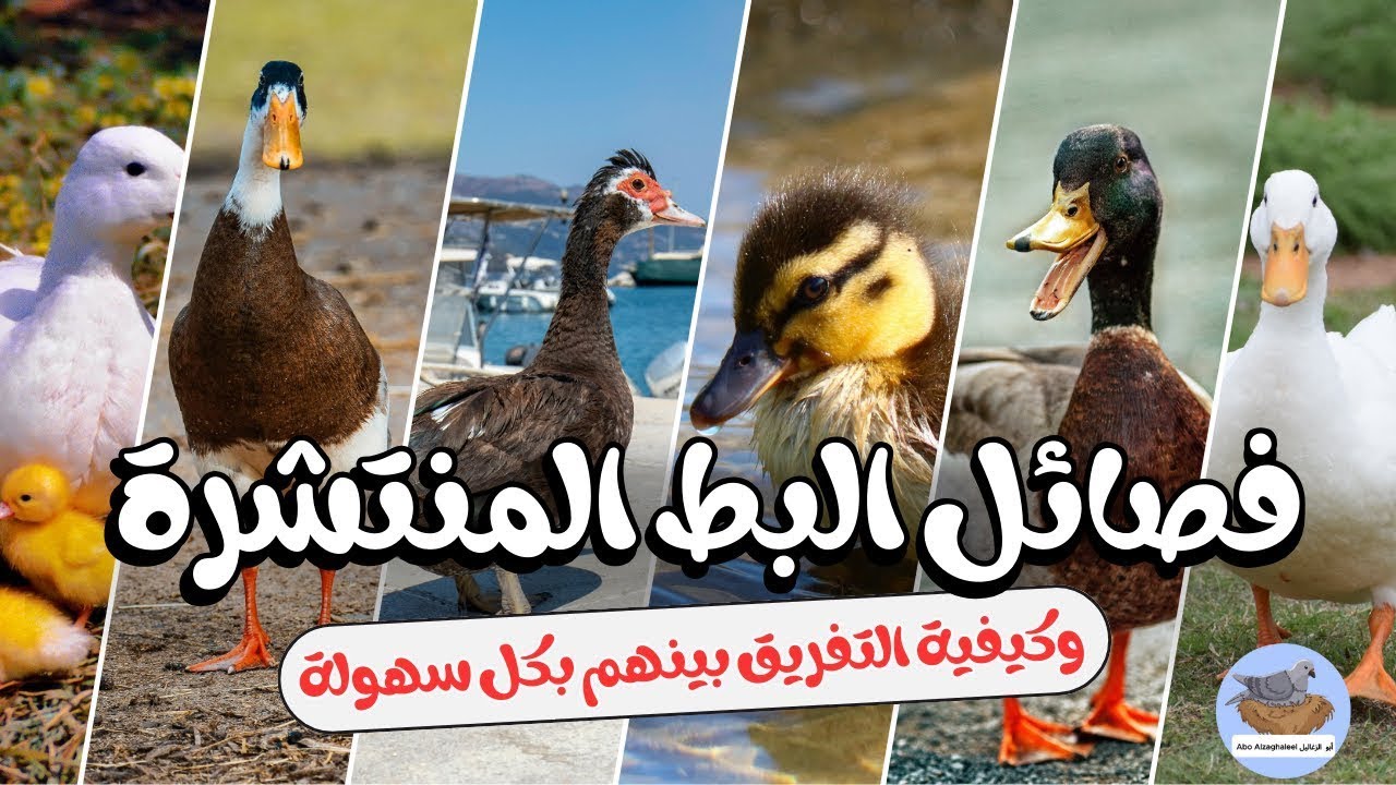 أنواع البط المحلية المنتشرة وكيفية التمييز بينهم وأزاي تختار النوع المناسب لمشروع الأكل والإنتاج.