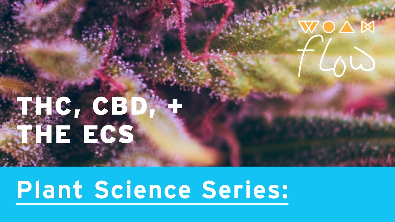 Tetrahydrocannabinol, Cannabidiol, + the Endocannabinoid System