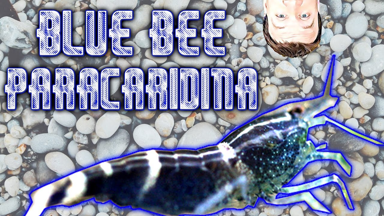 Blue Bee Shrimp Paracaridina - If its Not Neos or Caridina What is it??