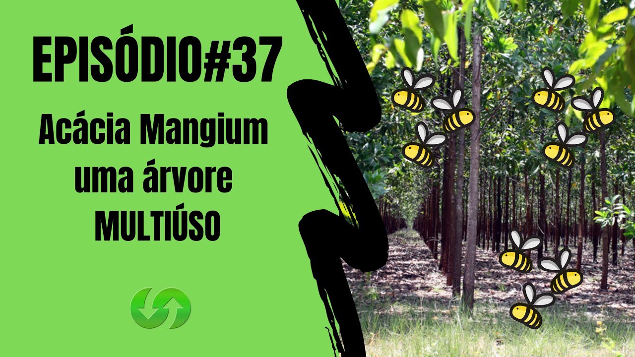 Episódio #37 - Descobrindo os Segredos da Acácia Mangium: Uma Aliada Poderosa na AgroPecuária
