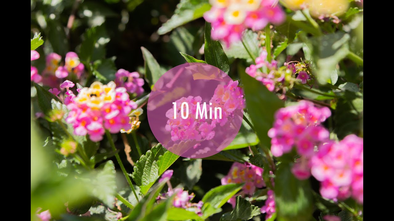 10 Minute Music Meditation Elevated Emotions. 10 Min de M&uacute;sica para Meditar Emociones Elevadas.