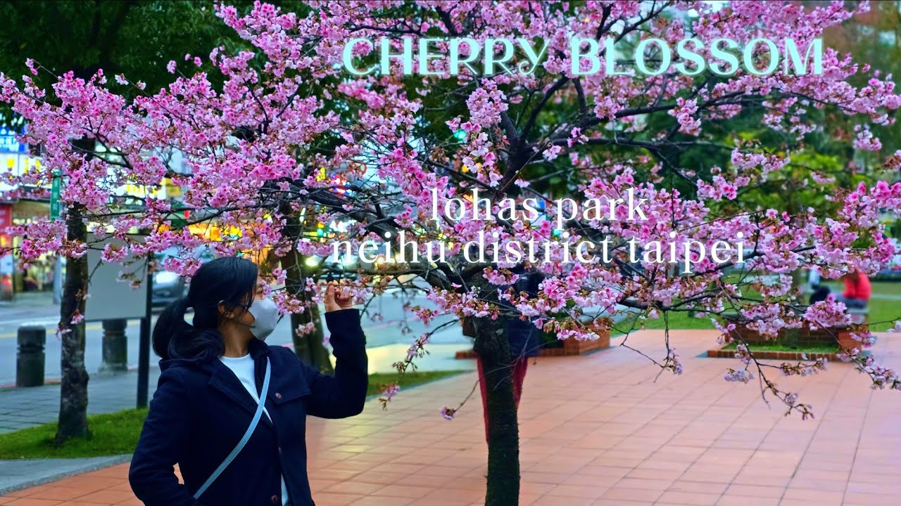 EXPLORE BUNGA SAKURA DI LOHAS PARK NEIHU