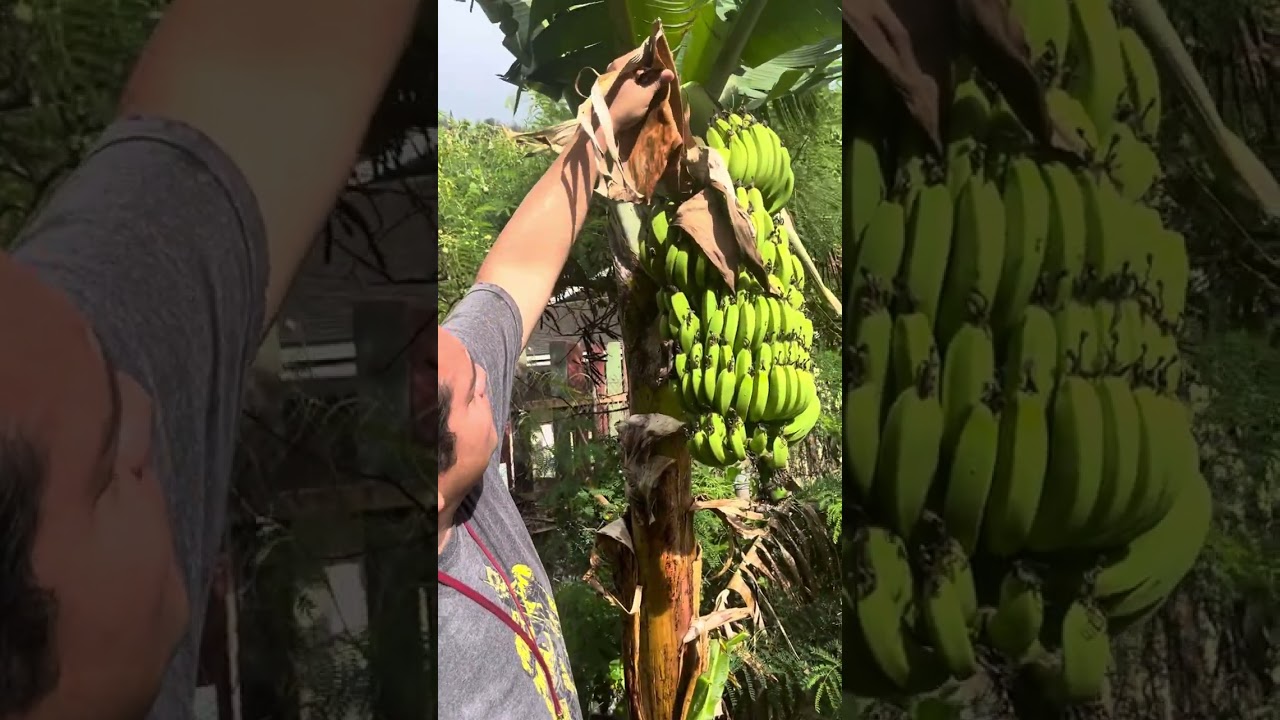 😍Our apple banana tree finally fruited!!!! ❤️Showing you all our Hawai&rsquo;i mountain apple tree too 🍎 