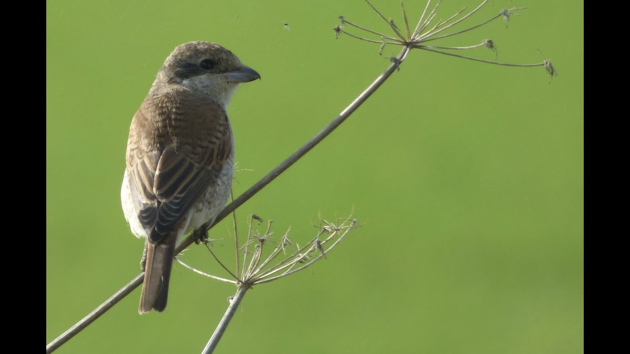 RARE BIRDS - Part 1