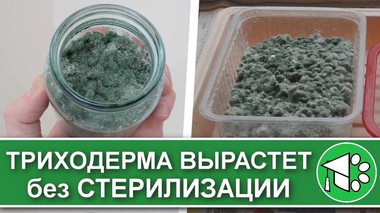Выращивание триходермы на перловке в домашних условиях. Простой способ без стерилизации крупы