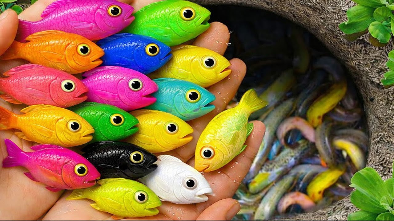 I Found Strange Ornamental Catfish, German Blue Ram, Betta Fish, Guppy Fish
