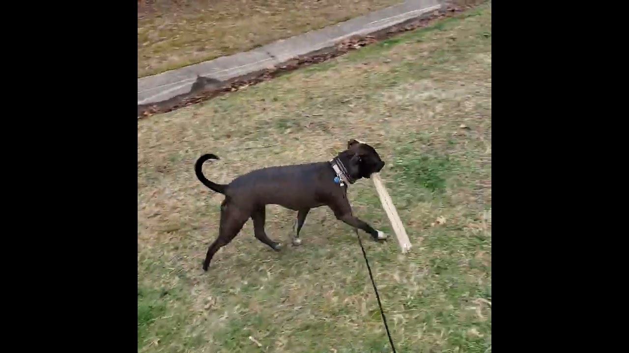 QT walking and playing 