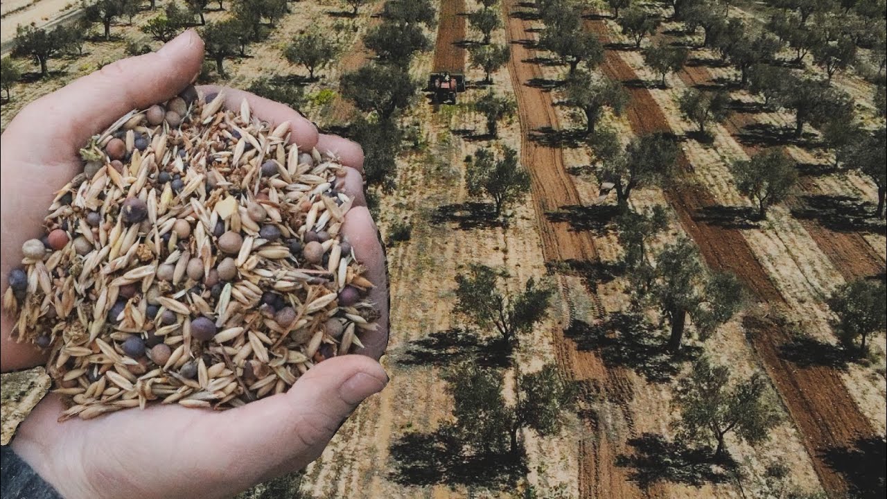 Un Olivar Ecológico sin Labrar, es Posible? - Siembra de Cubierta Herbácea