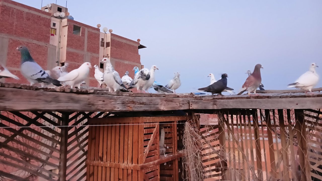 مش هتصدق اللي حصل في التماسي في المجال #النجار_فوق