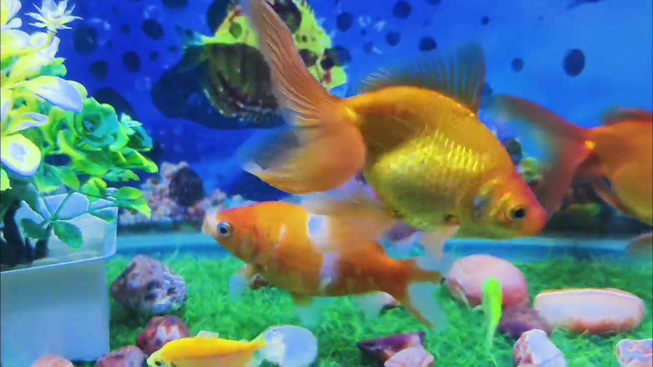My Fish collection 🐟🐟🐟