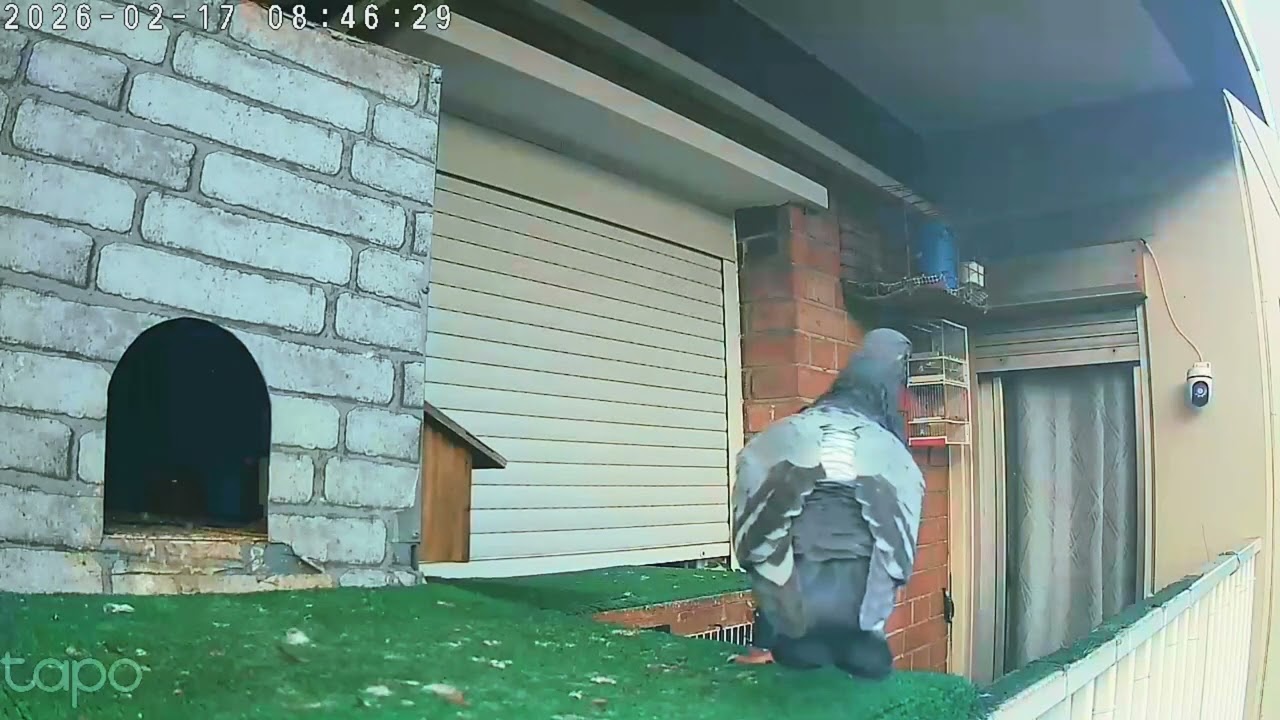 La 13 Captura Para El ESPARTANO 🔥#palomobuchon #pigeon #palomocazador #birds #palomaquerida #🇪🇸🔥