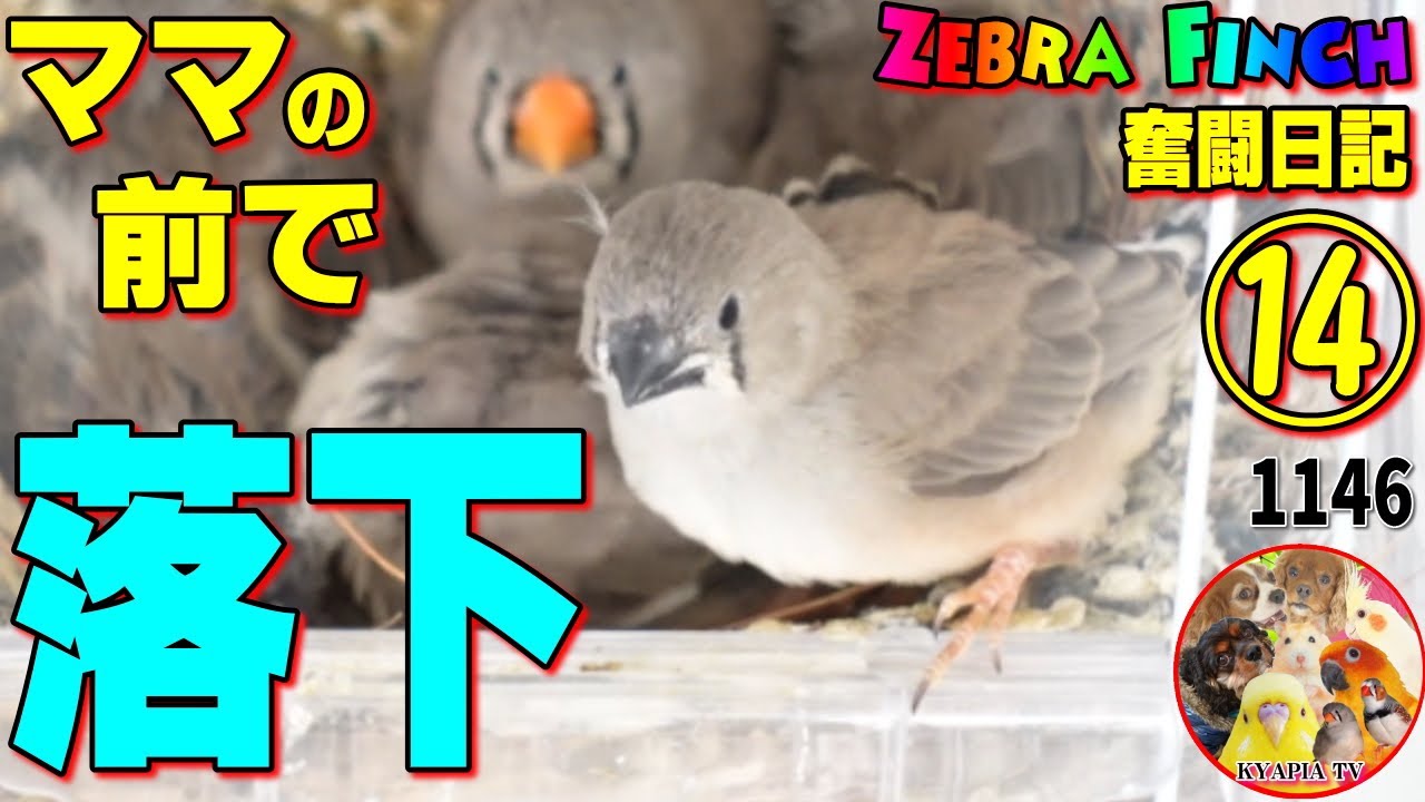 【子育て日記14】巣から雛の落下事故｜キンカチョウ  鳥 巣引き 繁殖 可愛い動画  Zebra Finch 1146