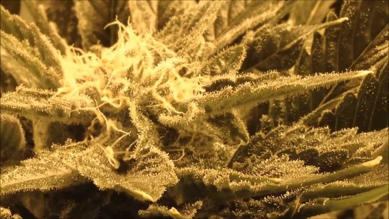 White Voodoo - La Plata Labs - Day 45 Flower