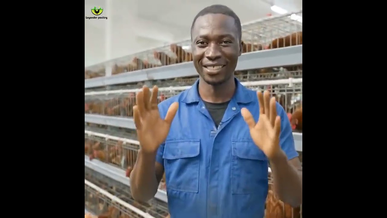 This Video Will Open Your Eyes To Highly Lucrative Areas In Poultry Business! 