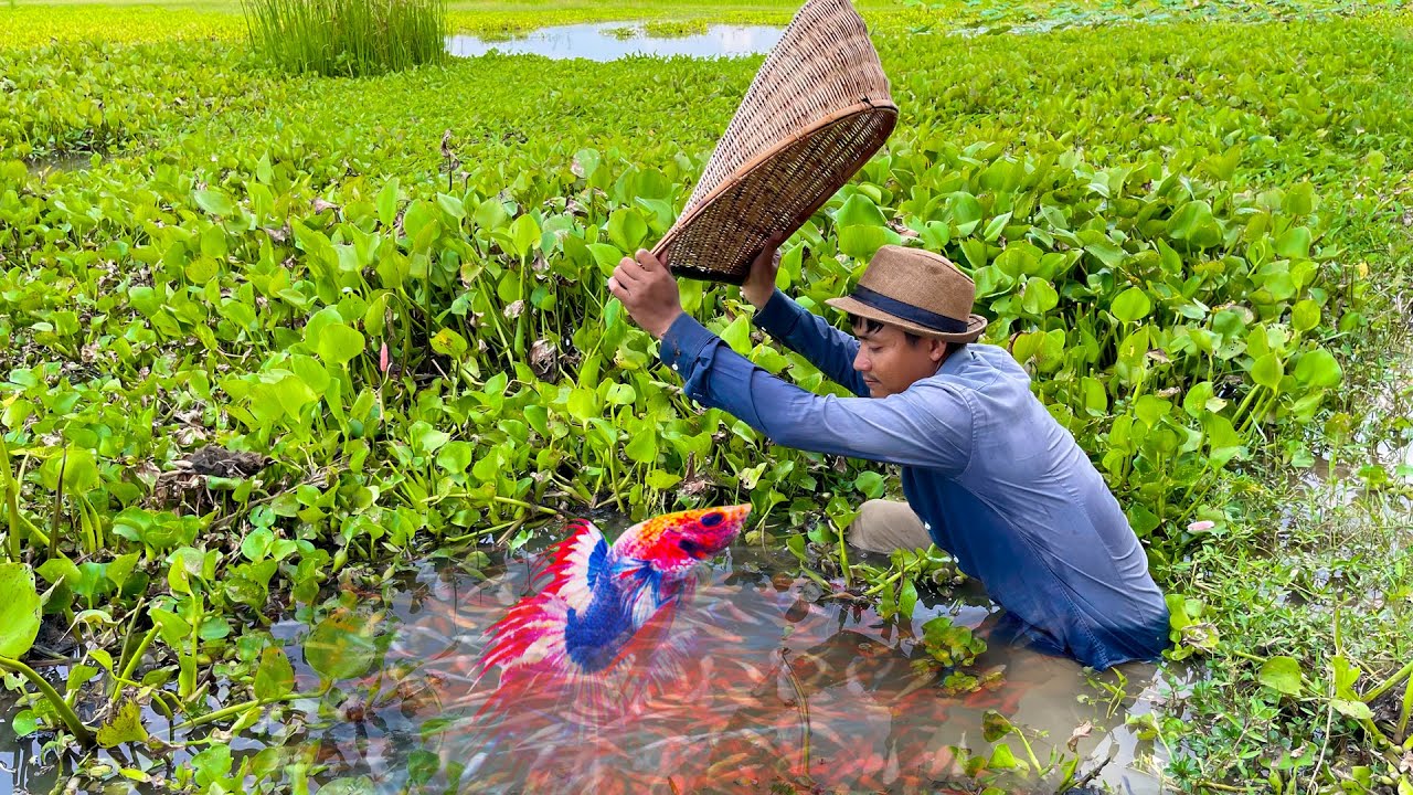 Catching Betta Fish And Wild Betta Fish At The Countryside, Unbelievable Catching (Episode 13)