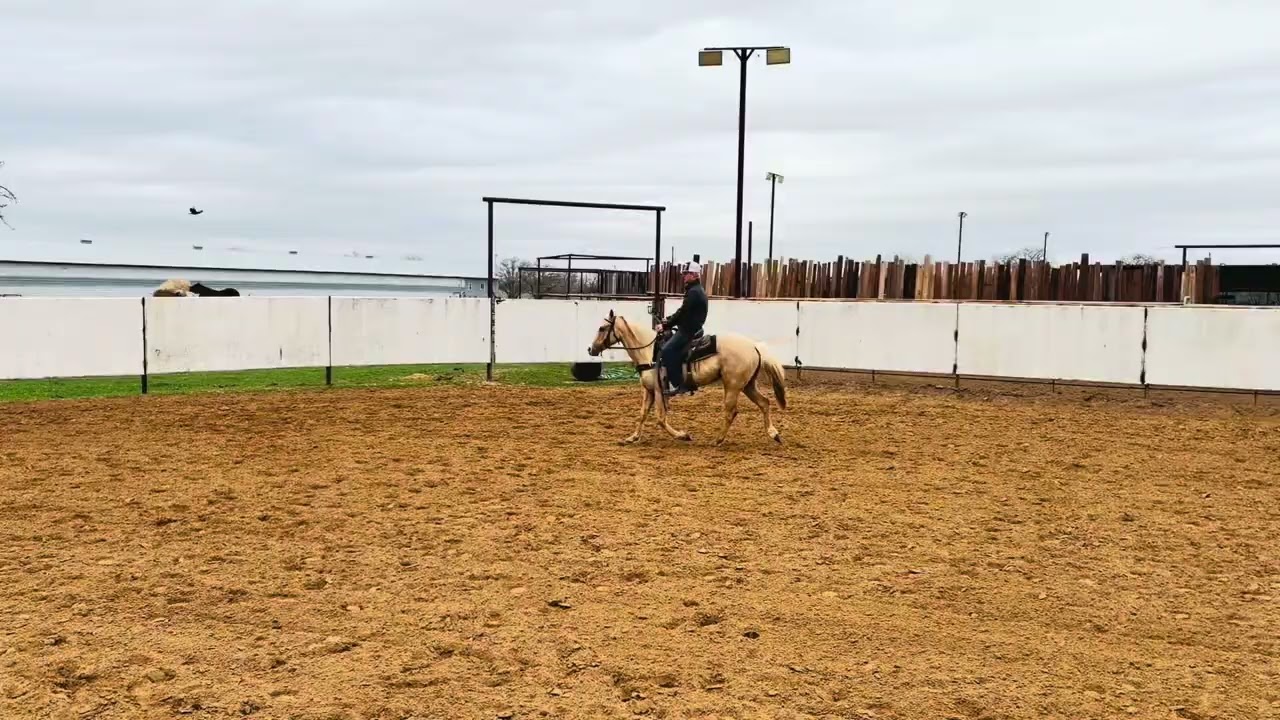 Nicholas filly by Eddie Stinson x Stoli My Guy at 17 days under saddle